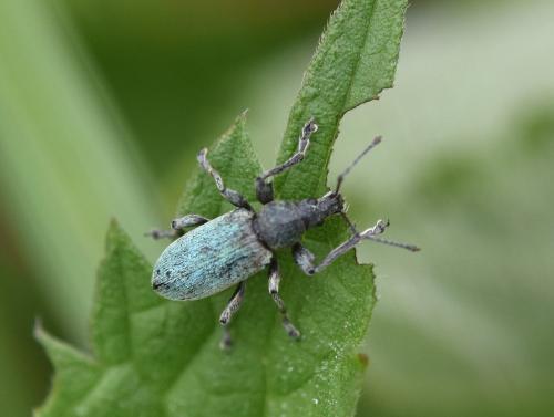 Réf. 184 079 : Phyllobius pomaceus